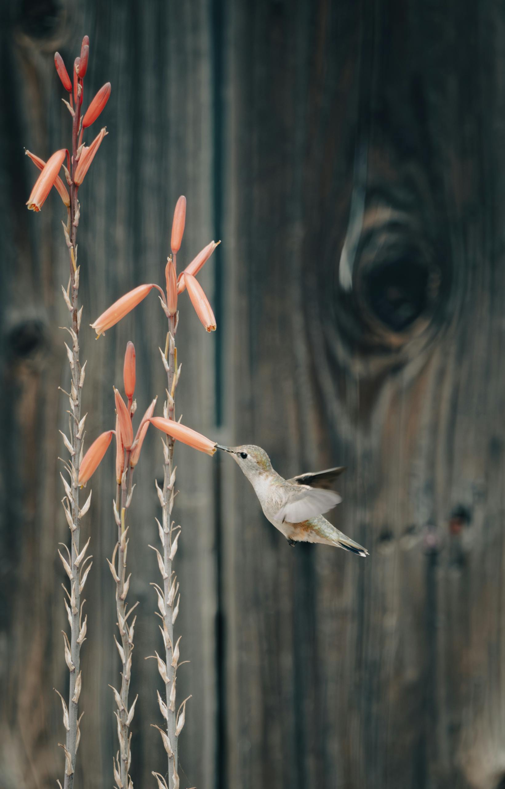 Hummingbird in mid-air feeding from orange flowers against a wooden backdrop.