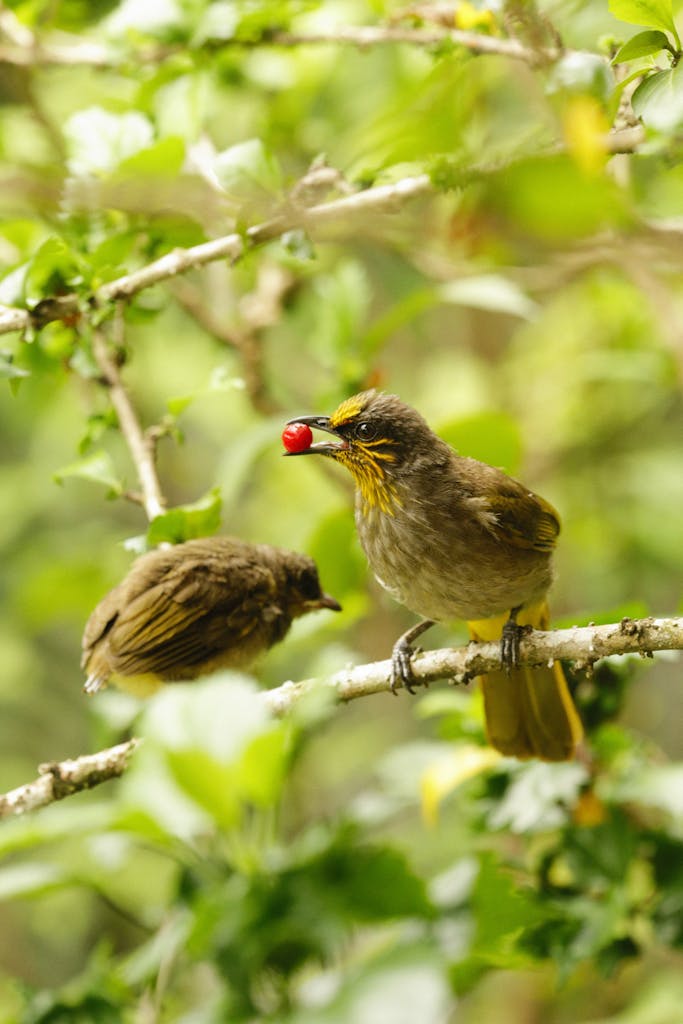 Two birds on a leafy branch, one holding a red berry, in a green forest setting.